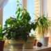 Como cultivar plantas medicinais em pequenos espaços