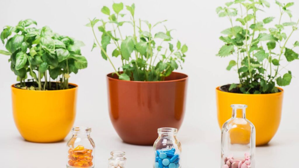 5 plantas medicinais que você precisa ter em casa