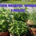 Estas plantas repelentes funcionam contra mosquitos, formigas e moscas