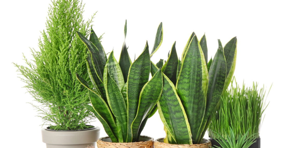 Nem natural, nem artificial: essa planta é perfeita para quem quer praticidade e beleza