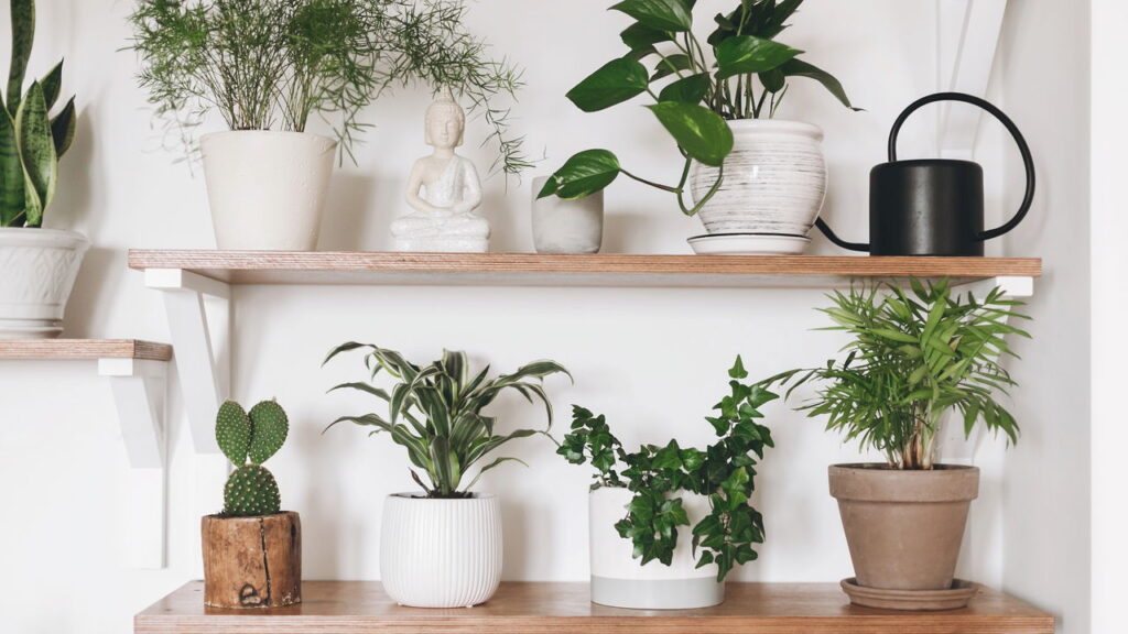A planta do seu signo revela como harmonizar energia e decoração