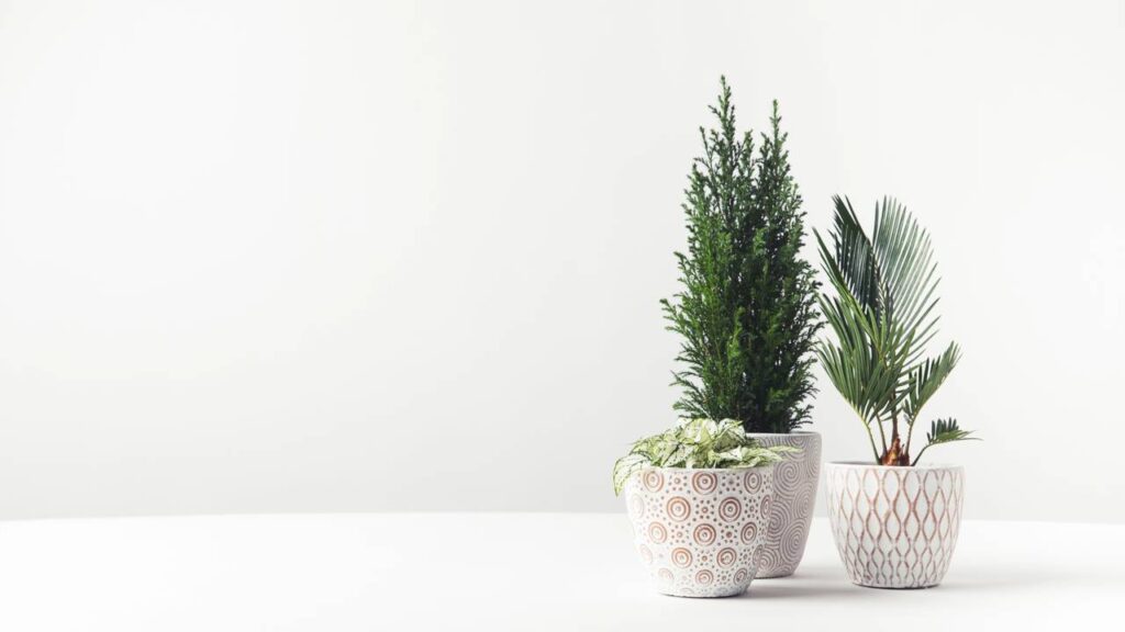 Plantas que ajudam a purificar ambientes conforme o elemento do seu signo