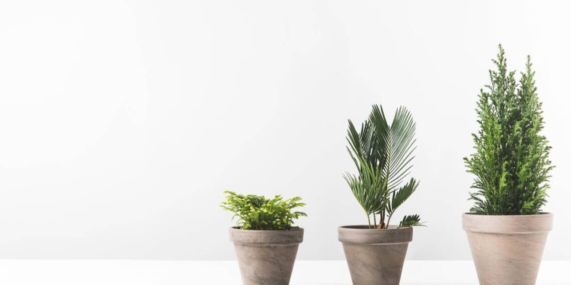 Seu signo revela: qual tipo de planta é ideal para você