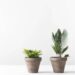 Seu signo revela: qual tipo de planta é ideal para você