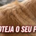 Aprenda a reconhecer os primeiros sinais de pulgas e evite um surto no seu pet