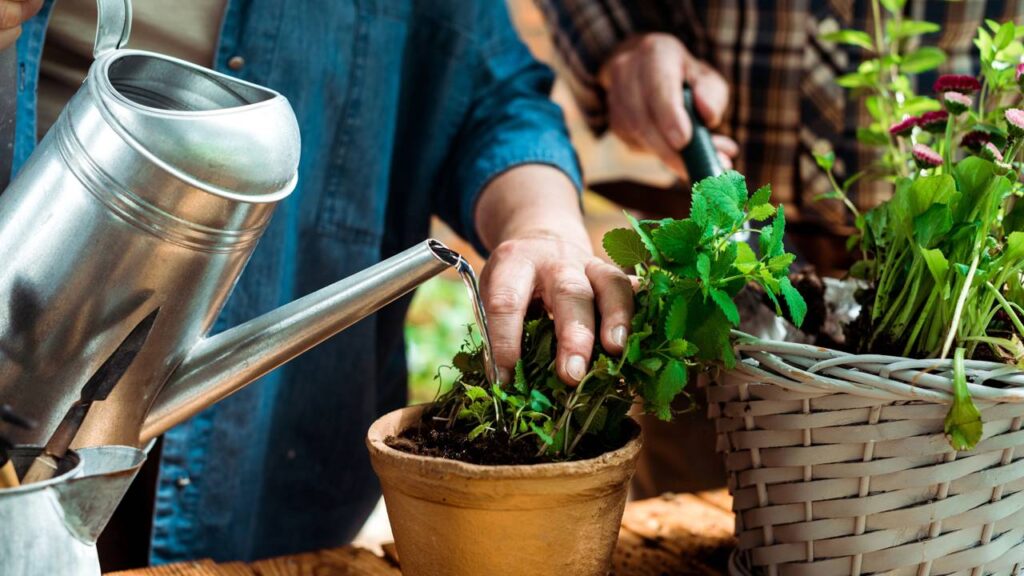 Seu signo revela: qual tipo de planta é ideal para você