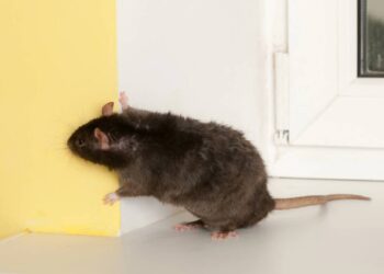 Aromas que manterão os roedores longe de sua casa