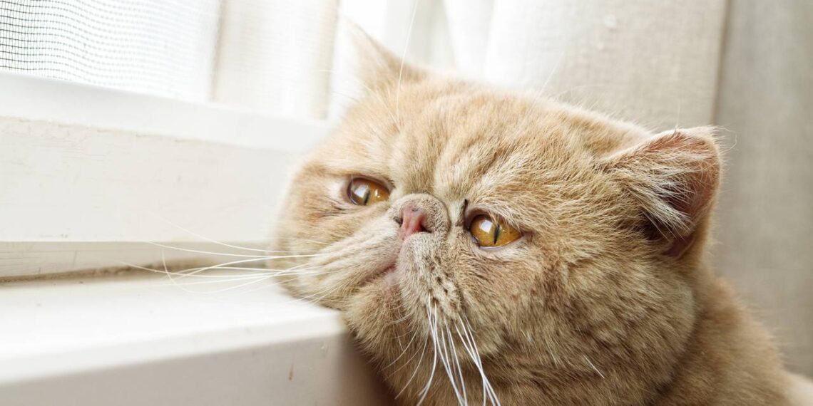 Especialistas revelam como os gatos lidam com o luto de um companheiro ou dono