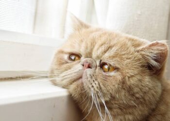 Especialistas revelam como os gatos lidam com o luto de um companheiro ou dono