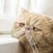 Especialistas revelam como os gatos lidam com o luto de um companheiro ou dono