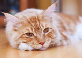 3 nomes criativos para gatos inspirados na cultura geek