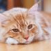 3 nomes criativos para gatos inspirados na cultura geek