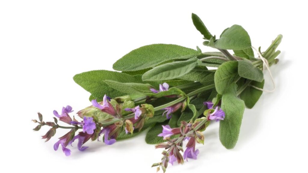 Como alinhar chakras através do cuidado com as plantas