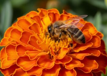 Plantas que afastam pragas de hortas e ainda atraem polinizadores