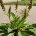 Tanchagem virou aliada natural para quem busca equilíbrio e bem-estar