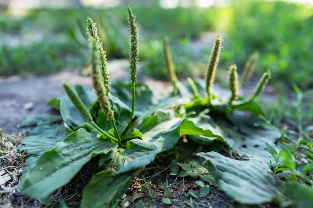 Tanchagem virou aliada natural para quem busca equilíbrio e bem-estar