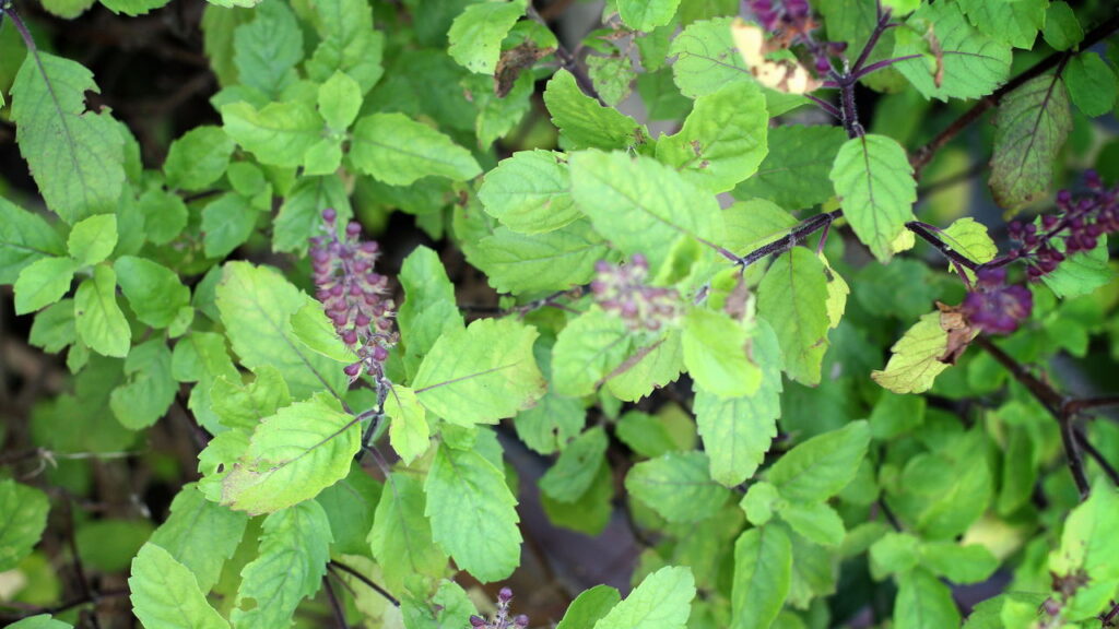 Essa planta asiática repele vespas e deixa o jardim mais bonito