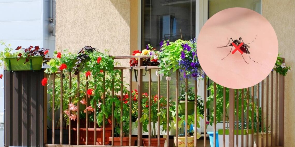 3 plantas eficazes para manter sua varanda livre de insetos