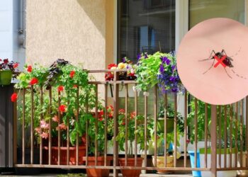 3 plantas eficazes para manter sua varanda livre de insetos