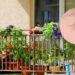3 plantas eficazes para manter sua varanda livre de insetos