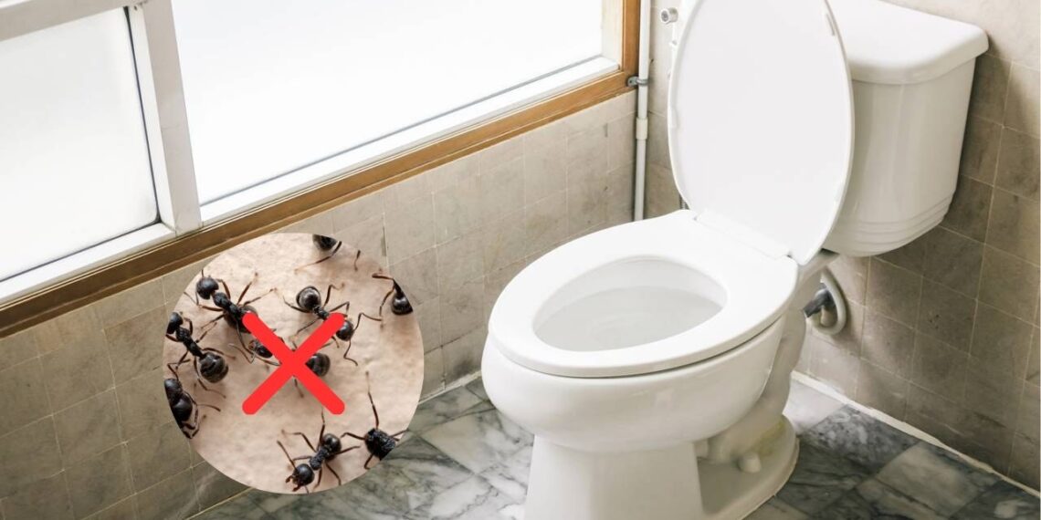 Mantenha o vaso sanitário livre de pragas com estas dicas infalíveis