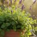 Como combinar lavanda e hortelã para criar um repelente natural em vasos