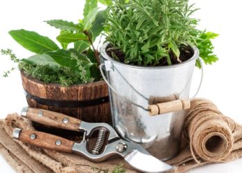 Aromática e um excelente repelente natural: esta planta ajuda a afastar os insetos