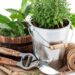 Aromática e um excelente repelente natural: esta planta ajuda a afastar os insetos