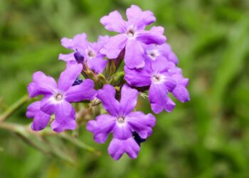 Verbena é o segredo natural para noites tranquilas e fígado protegido