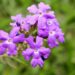 Verbena é o segredo natural para noites tranquilas e fígado protegido