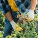 Melhor que vinagre branco: o ingrediente natural que jardineiros usam para acabar com ervas daninhas