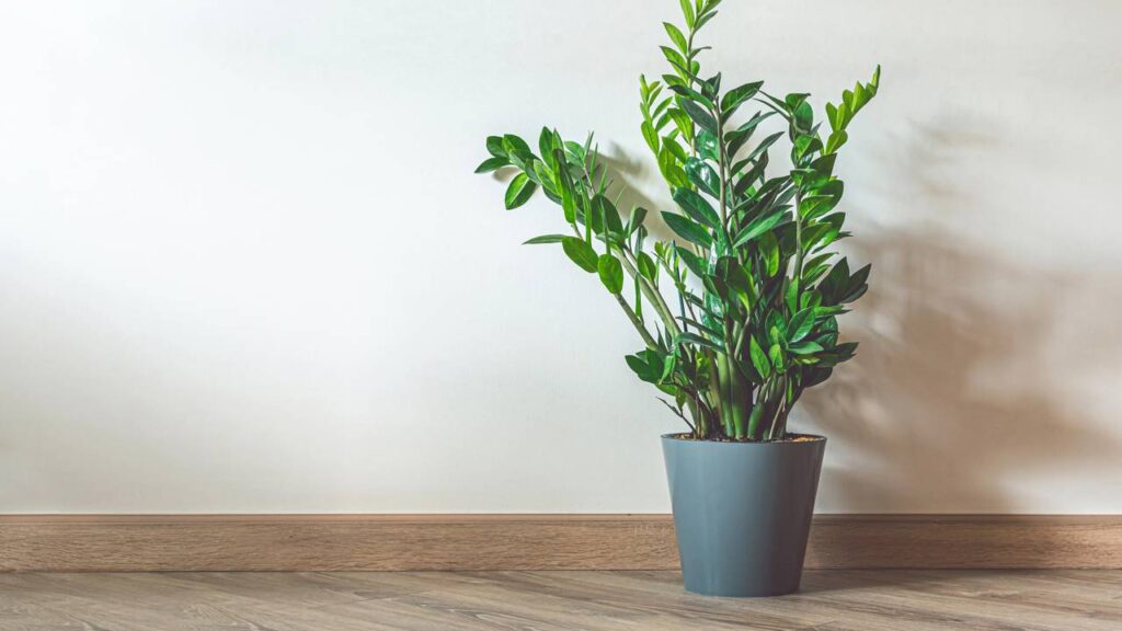 A bela e elegante planta de interior que resiste a tudo: falta de água e pouca luz