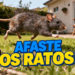 Afaste os ratos e deixe o quintal mais bonito com estas plantas aromáticas