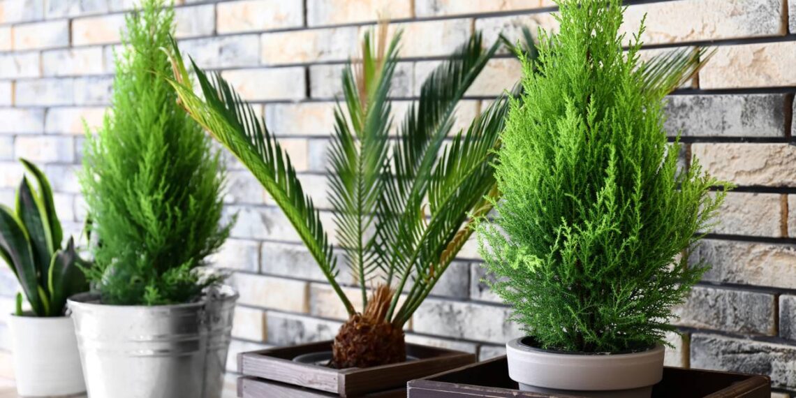 Árvores de pequeno porte perfeitas para plantar em vasos e decorar varandas