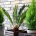 Árvores de pequeno porte perfeitas para plantar em vasos e decorar varandas