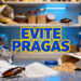 Erros ao guardar comida que favorecem traças e baratas