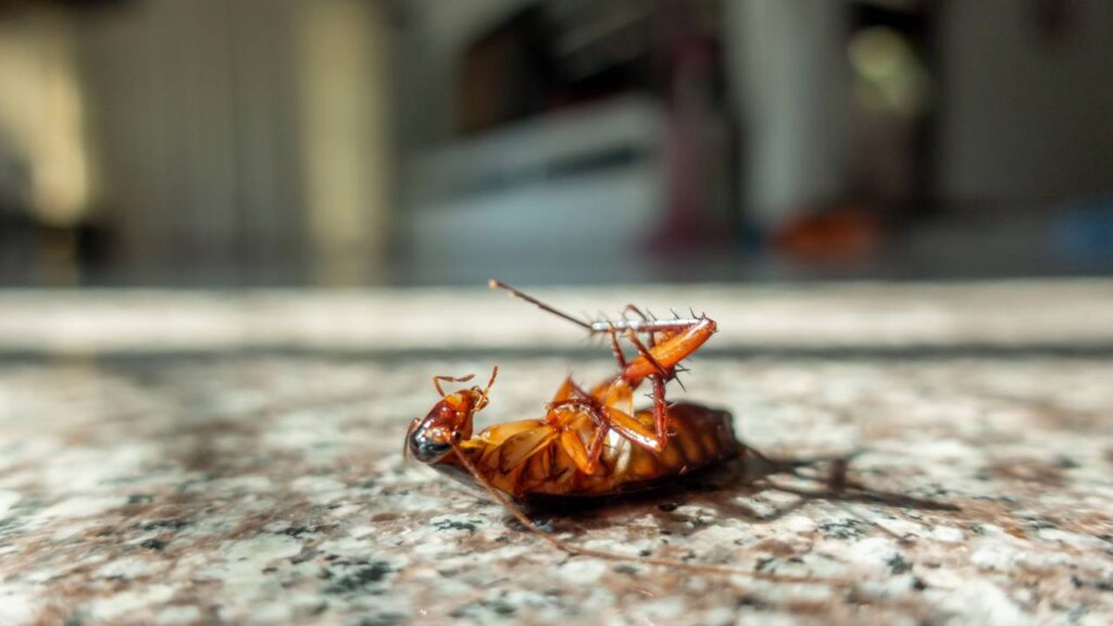 Antes que o verão chegue, proteja sua casa contra baratas com truques caseiros