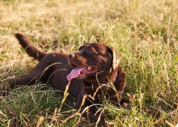 Calor extremo e seu cachorro ofegante: saiba agir rápido
