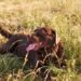 Calor extremo e seu cachorro ofegante: saiba agir rápido