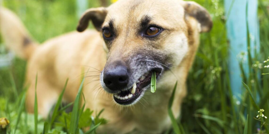 Cachorro comendo capim? O sinal de alerta que a maioria dos tutores ignora
