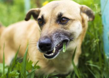 Cachorro comendo capim? O sinal de alerta que a maioria dos tutores ignora