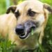 Cachorro comendo capim? O sinal de alerta que a maioria dos tutores ignora