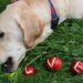 Como fazer para o seu pet parar de comer plantas do jardim