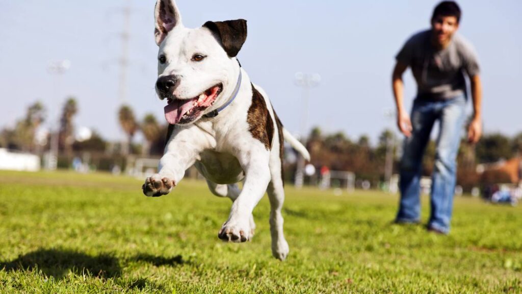 5 nomes ideais para cães que não param de correr pela casa