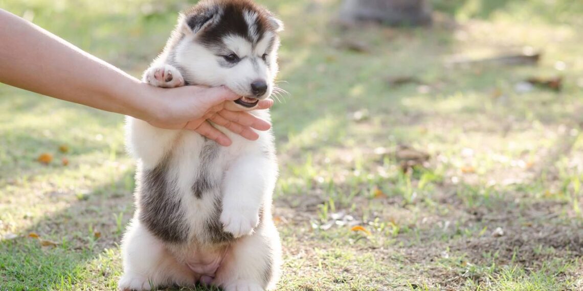 Como fazer seu cachorro parar de morder as pessoas de forma rápida e eficaz