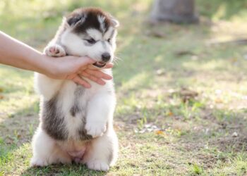 Como fazer seu cachorro parar de morder as pessoas de forma rápida e eficaz