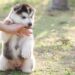 Como fazer seu cachorro parar de morder as pessoas de forma rápida e eficaz