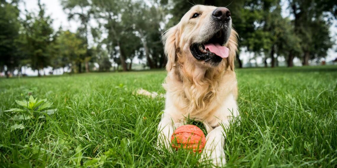 Aprenda a cuidar de cachorros em épocas de calor extremo