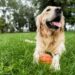 Aprenda a cuidar de cachorros em épocas de calor extremo