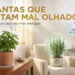3 plantas que afastam mal olhado e protegem sua casa das energias negativas